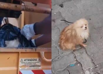 Orrore a Cagliari, rinchiuso dentro una busta e buttato come se fosse immondizia: cagnolino salvato da morte certa