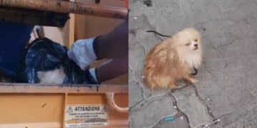 Orrore a Cagliari, rinchiuso dentro una busta e buttato come se fosse immondizia: cagnolino salvato da morte certa