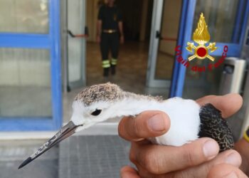 Cagliari, pullo di airone inseguito da un corvo cerca riparo nella caserma dei vigili del fuoco