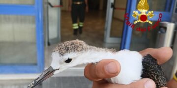 Cagliari, pullo di airone inseguito da un corvo cerca riparo nella caserma dei vigili del fuoco