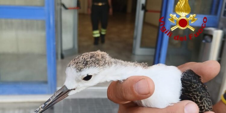 Cagliari, pullo di airone inseguito da un corvo cerca riparo nella caserma dei vigili del fuoco