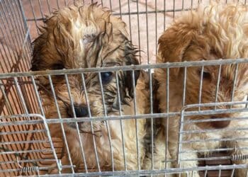 Quartu, rinchiusi in un trasportino e abbandonati sotto il sole a Flumini: due cuccioli salvati da morte certa