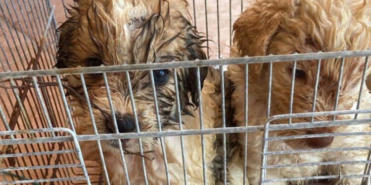 Quartu, rinchiusi in un trasportino e abbandonati sotto il sole a Flumini: due cuccioli salvati da morte certa