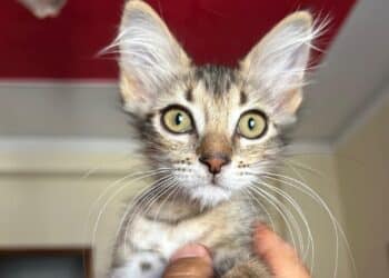 Radio Zampetta Sarda: Non mi trovi bellissima? Mi porti a casa?