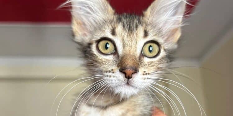 Radio Zampetta Sarda: Non mi trovi bellissima? Mi porti a casa?