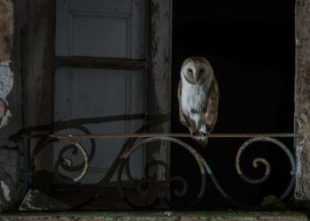 “STRIAS – Barbagianni di Sardegna”: al Ceas mostra fotografica dal 7 luglio