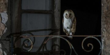 “STRIAS – Barbagianni di Sardegna”: al Ceas mostra fotografica dal 7 luglio