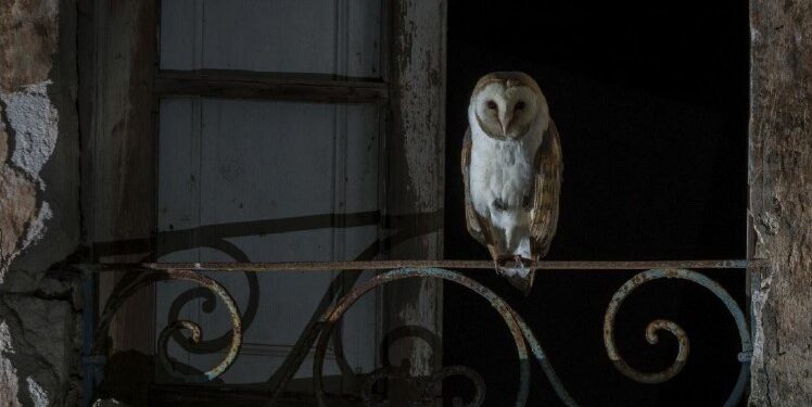 “STRIAS – Barbagianni di Sardegna”: al Ceas mostra fotografica dal 7 luglio