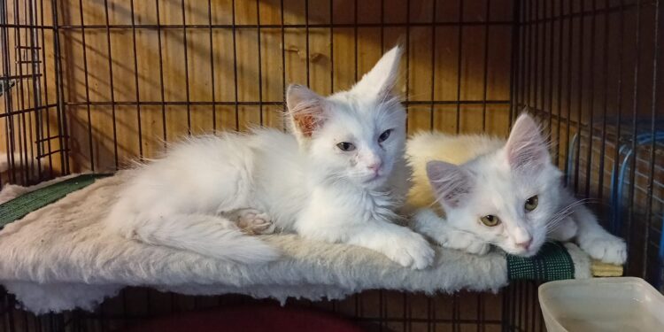 Zampetta sarda, adozione del cuore per Elsa e Tommy: due adorabili fratellini di tre mesi