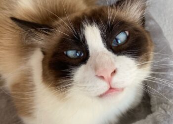 Il caso dei gatti sfrattati a Monserrato: “Prevista una sistemazione a 5 stelle”. Ma i volontari non ci stanno