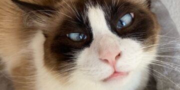 Il caso dei gatti sfrattati a Monserrato: “Prevista una sistemazione a 5 stelle”. Ma i volontari non ci stanno