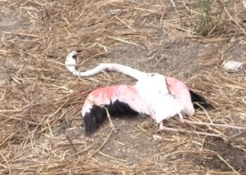 Serramanna dopo l’incendio, fenicottero rosa trovato morto