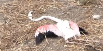 Serramanna dopo l’incendio, fenicottero rosa trovato morto