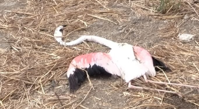 Serramanna dopo l’incendio, fenicottero rosa trovato morto