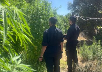 Scoperta una piantagione di marijuana a Samassi, 185 piante in un frutteto: due arresti