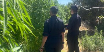 Scoperta una piantagione di marijuana a Samassi, 185 piante in un frutteto: due arresti