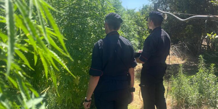 Scoperta una piantagione di marijuana a Samassi, 185 piante in un frutteto: due arresti