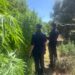 Scoperta una piantagione di marijuana a Samassi, 185 piante in un frutteto: due arresti
