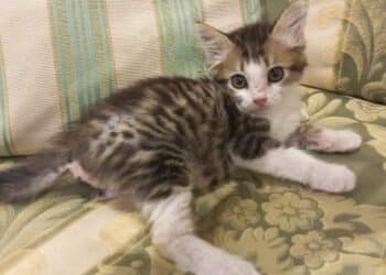 Radio Zampetta Sarda: una casa per Miracolino, il micino miracolato