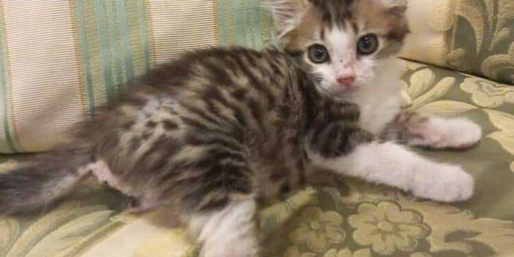 Radio Zampetta Sarda: una casa per Miracolino, il micino miracolato