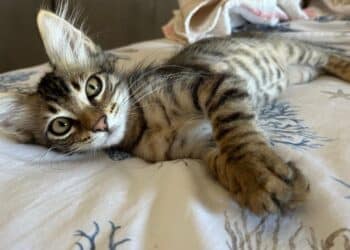 Radio Zampetta Sarda, il piccolo Ted cerca adozione