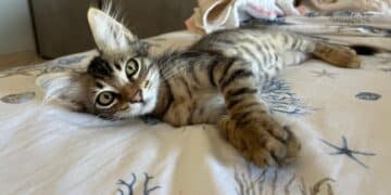 Radio Zampetta Sarda, il piccolo Ted cerca adozione