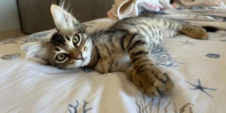 Radio Zampetta Sarda, il piccolo Ted cerca adozione