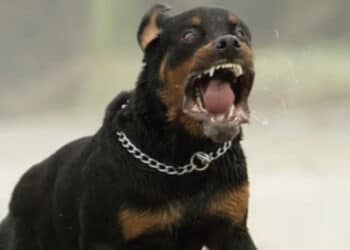 Aggrediti dal rottweiler della nonna: gravi due fratellini di 8 e 10 anni