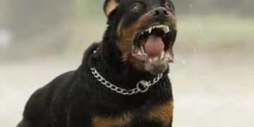 Aggrediti dal rottweiler della nonna: gravi due fratellini di 8 e 10 anni
