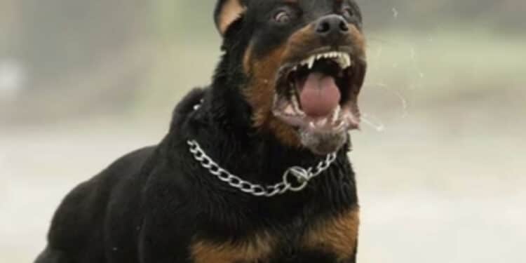 Aggrediti dal rottweiler della nonna: gravi due fratellini di 8 e 10 anni