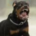 Aggrediti dal rottweiler della nonna: gravi due fratellini di 8 e 10 anni