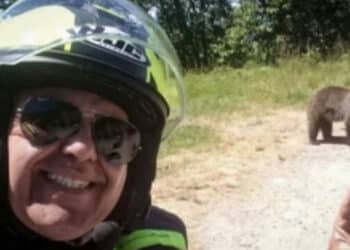 Giustiziata l’orsa che ha aggredito un motociclista italiano in Romania: “Il comportamento umano ha determinato la tragedia”