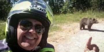 Giustiziata l’orsa che ha aggredito un motociclista italiano in Romania: “Il comportamento umano ha determinato la tragedia”