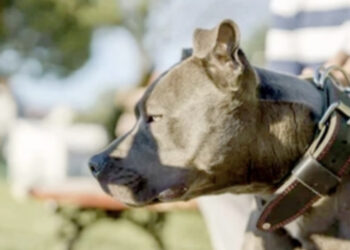 Pitbull lasciato in garage dal padrone in vacanza: morto di caldo e di sete