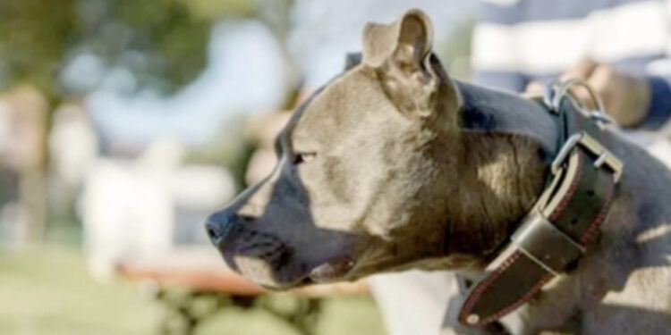 Pitbull lasciato in garage dal padrone in vacanza: morto di caldo e di sete