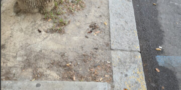 “Pulizia e disinfezione aree cani nei parchi cittadini”ha assicurato il Sindaco Zedda. E nei marciapiedi e nele aiuole delle strade cittadine ?