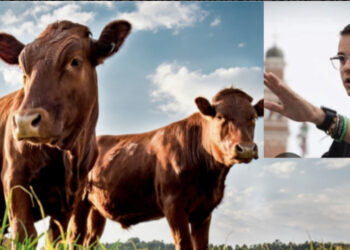 “Rispetto per chi vive di allevamento”: bufera in rete contro l’animalista Enrico Rizzi dopo le dichiarazioni shock sulla Sardegna