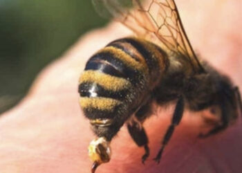 Un calabrone lo punge mentre è al bar con gli amici: morto un 60enne