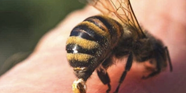 Un calabrone lo punge mentre è al bar con gli amici: morto un 60enne