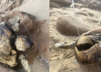 Arbus, Caretta caretta trovata morta sulla spiaggia con un amo conficcato nel palato
