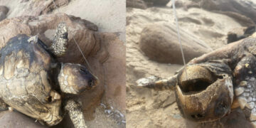 Arbus, Caretta caretta trovata morta sulla spiaggia con un amo conficcato nel palato
