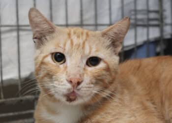 Radio Zampetta Sarda, adozione del cuore per il dolcissimo Giuliano