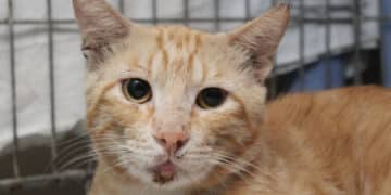 Radio Zampetta Sarda, adozione del cuore per il dolcissimo Giuliano