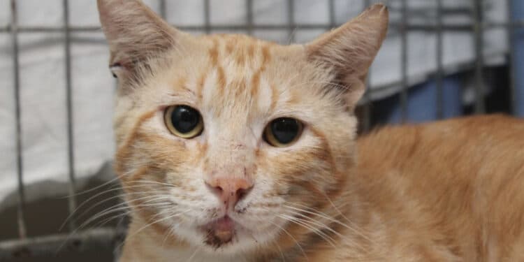 Radio Zampetta Sarda, adozione del cuore per il dolcissimo Giuliano