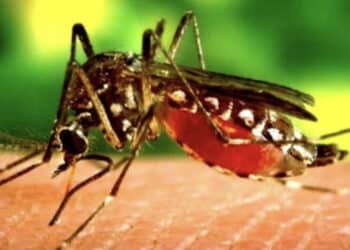 Virus West Nile, due nuove vittime in Italia e primo caso in Sardegna