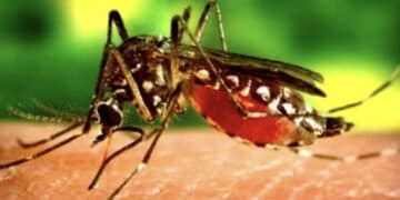 Virus West Nile, due nuove vittime in Italia e primo caso in Sardegna