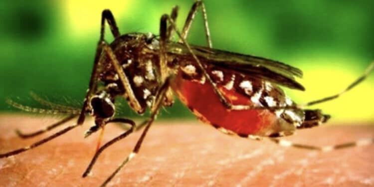 Virus West Nile, due nuove vittime in Italia e primo caso in Sardegna