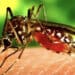 Virus West Nile, due nuove vittime in Italia e primo caso in Sardegna