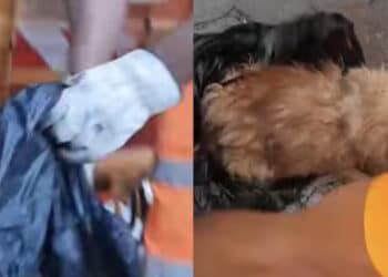 Cagliari, rinchiuso dentro una busta e buttato come immondizia: cagnolino salvato dagli operatori ambientali