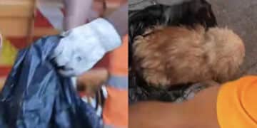 Cagliari, rinchiuso dentro una busta e buttato come immondizia: cagnolino salvato dagli operatori ambientali